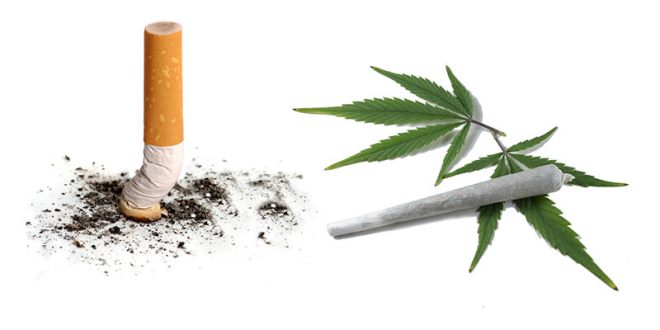 cigari vs marihuana